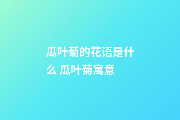 瓜叶菊的花语是什么 瓜叶菊寓意